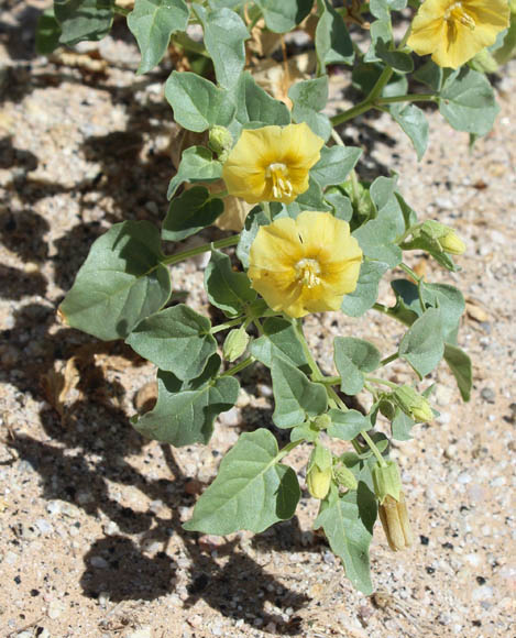  Physalis versicolor